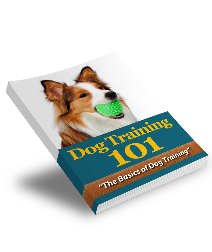 Dog &amp; Pet Care Starter Series – Part 4: Dog Training 101