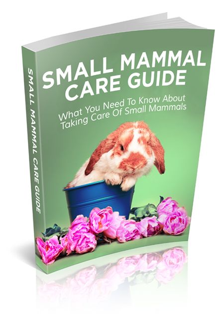Small Mammal Care Guide: Beginner’s Guide to Hamsters, Gerbils, Rats, Mice &amp; Rabbits
