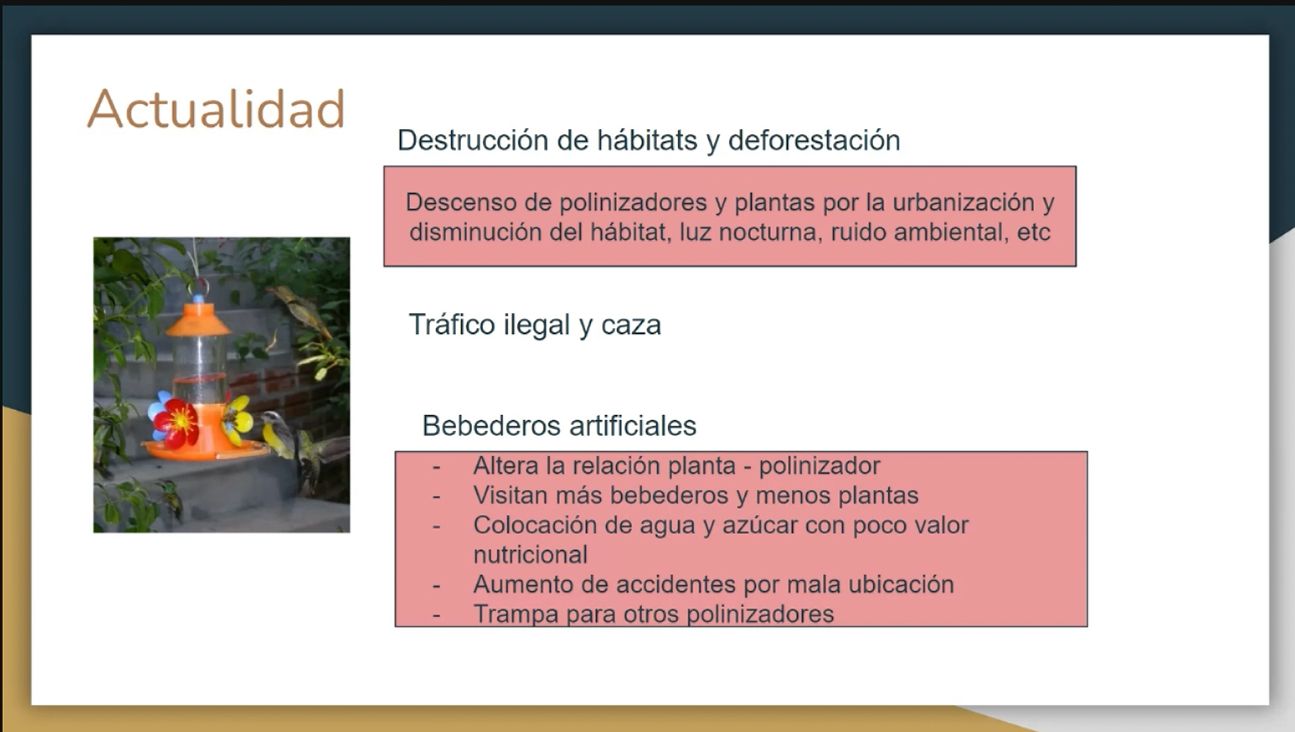 AVEFLIGHT Digital License — Centro Colibrí Masterclass: Hummingbird Diversity, Physiology and Behavior - 2