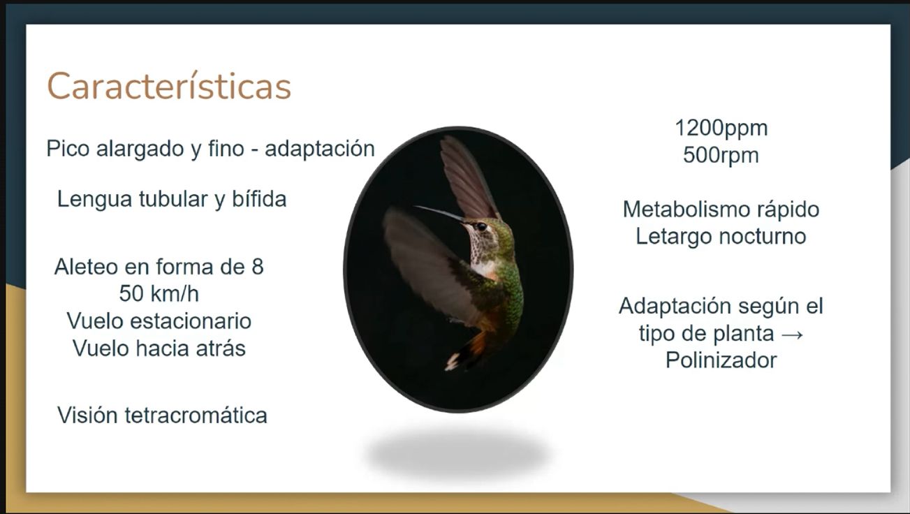 AVEFLIGHT Digital License — Centro Colibrí Masterclass: Hummingbird Diversity, Physiology and Behavior - 2