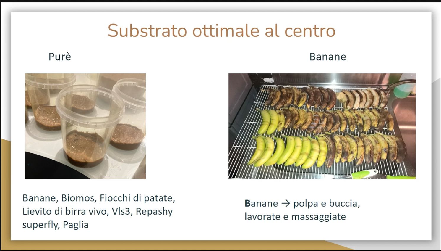AVEFLIGHT Digital License — Centro Colibrí Masterclass: Insects, Drosophila and Complementary Hummingbird Feeding - 7