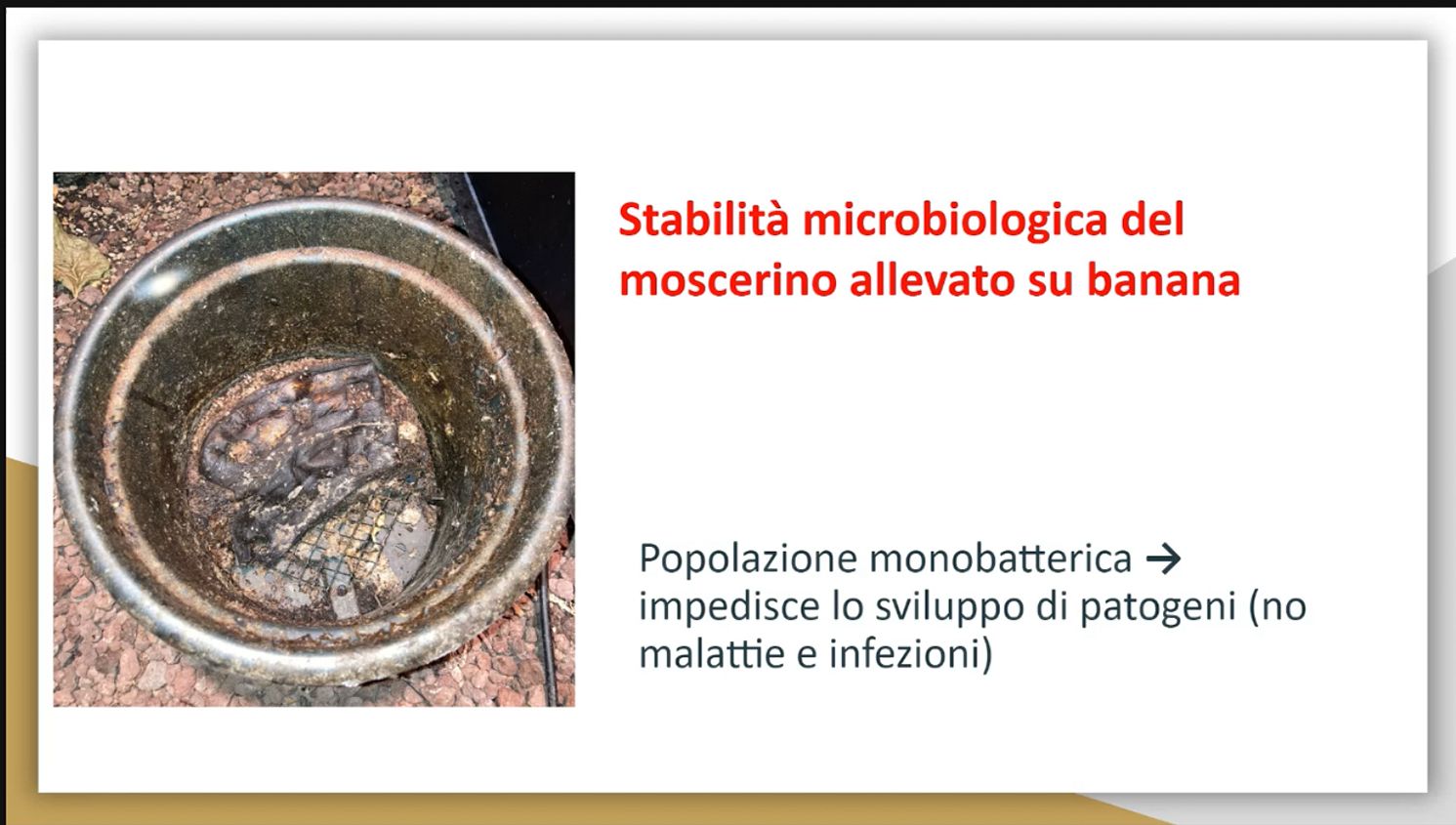AVEFLIGHT Digital License — Centro Colibrí Masterclass: Insects, Drosophila and Complementary Hummingbird Feeding - 7