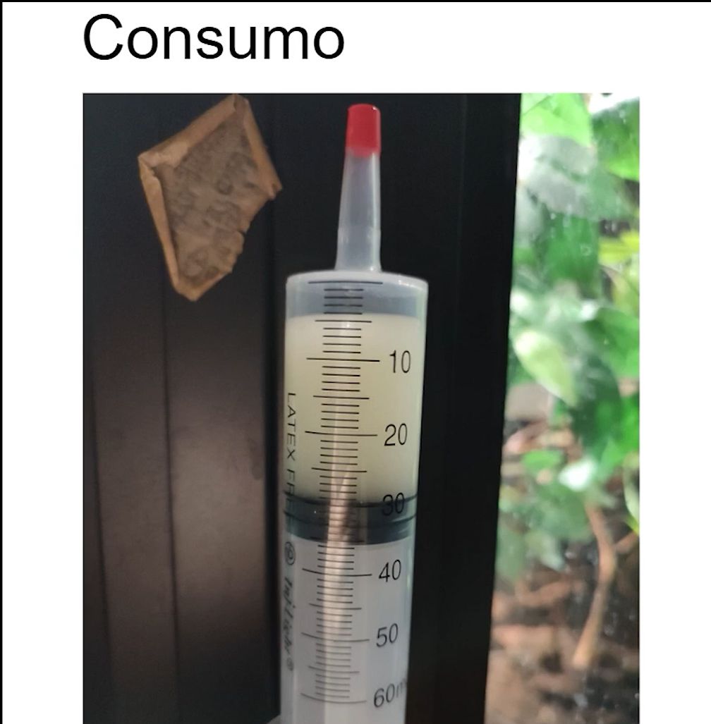 AVEFLIGHT Digital License — Centro Colibrí Masterclass: Scientific Nectar Consumption and Specialized Feeders - 5
