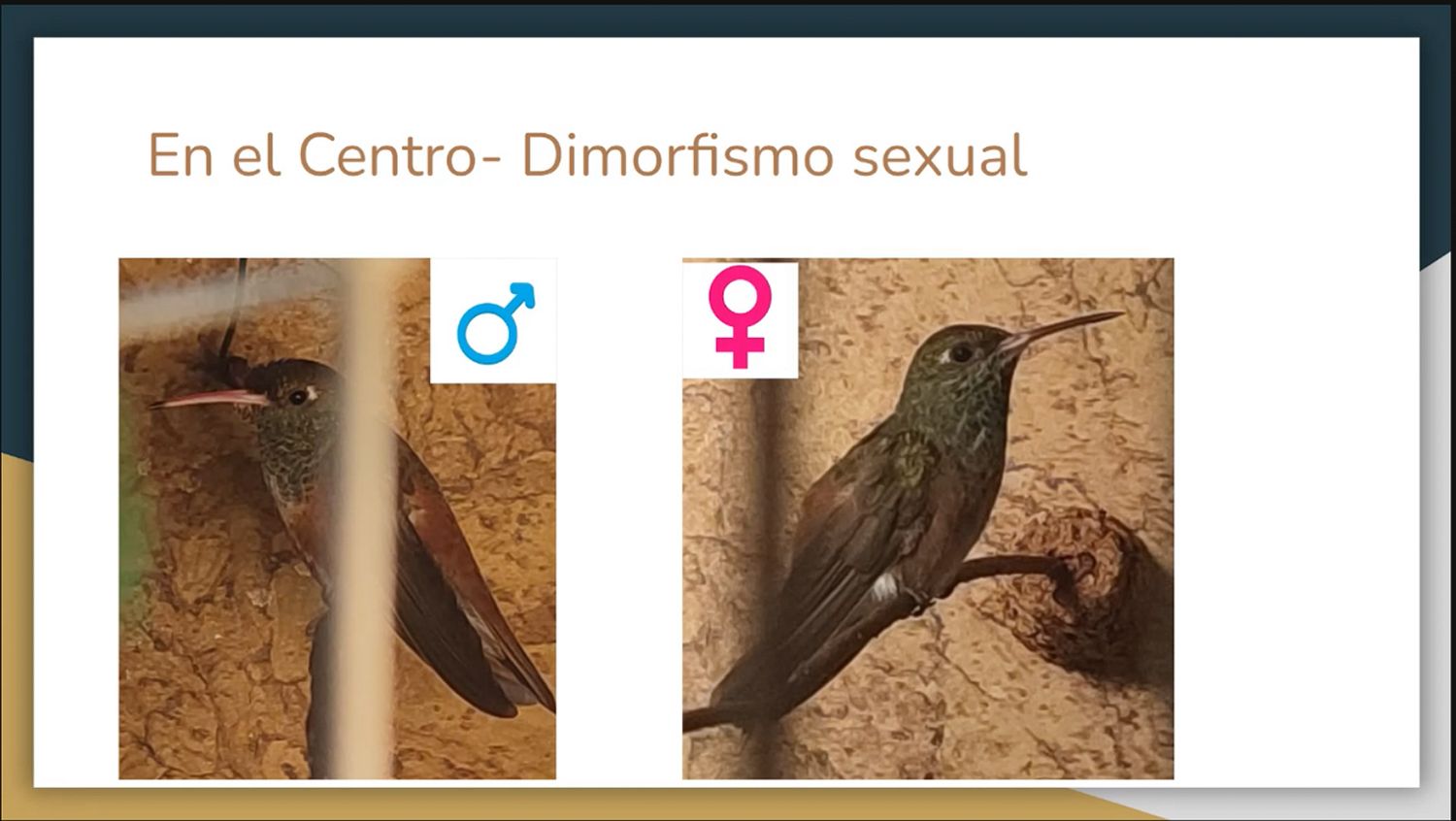 AVEFLIGHT Digital License — Centro Colibrí Masterclass: Hummingbird Reproduction, Nesting and Restocking Methods - 8