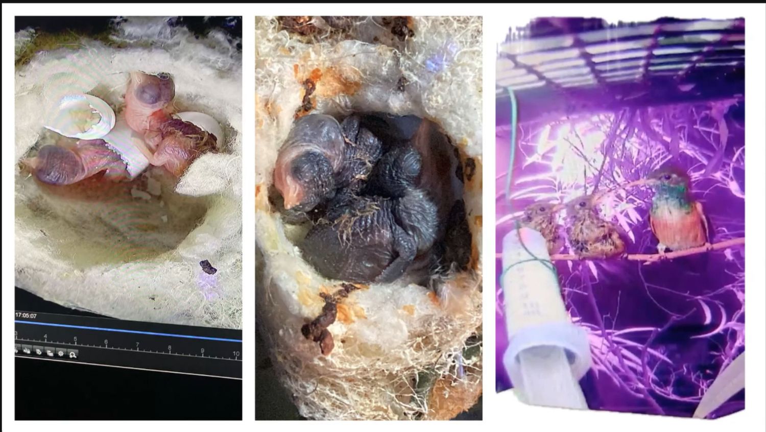 AVEFLIGHT Digital License — Centro Colibrí Masterclass: Hummingbird Nestlings, Hatching, Growth and Nutrition - 9