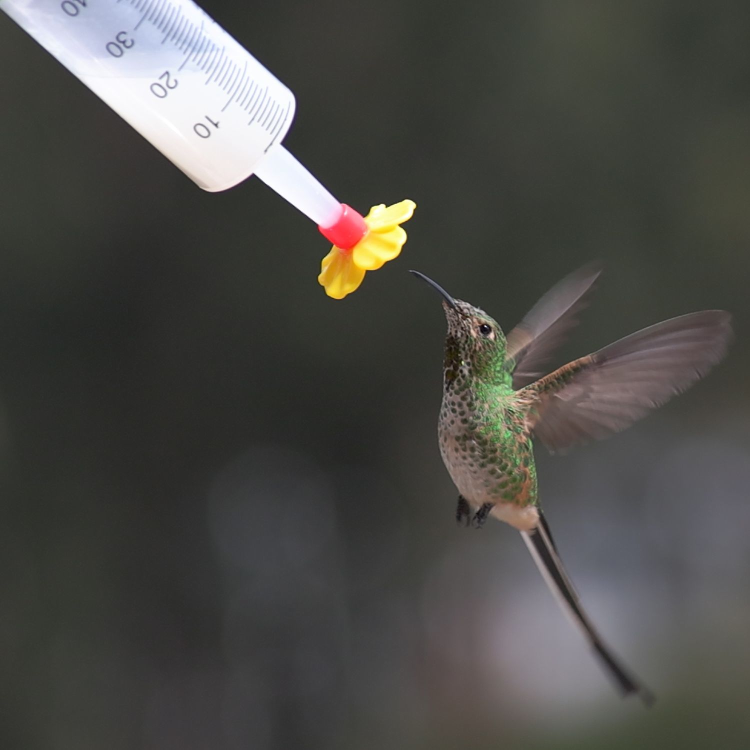AVEFLIGHT Digital License — Hummingbird TV: Wild Hummingbirds, Scientific Nectar and Live Observation