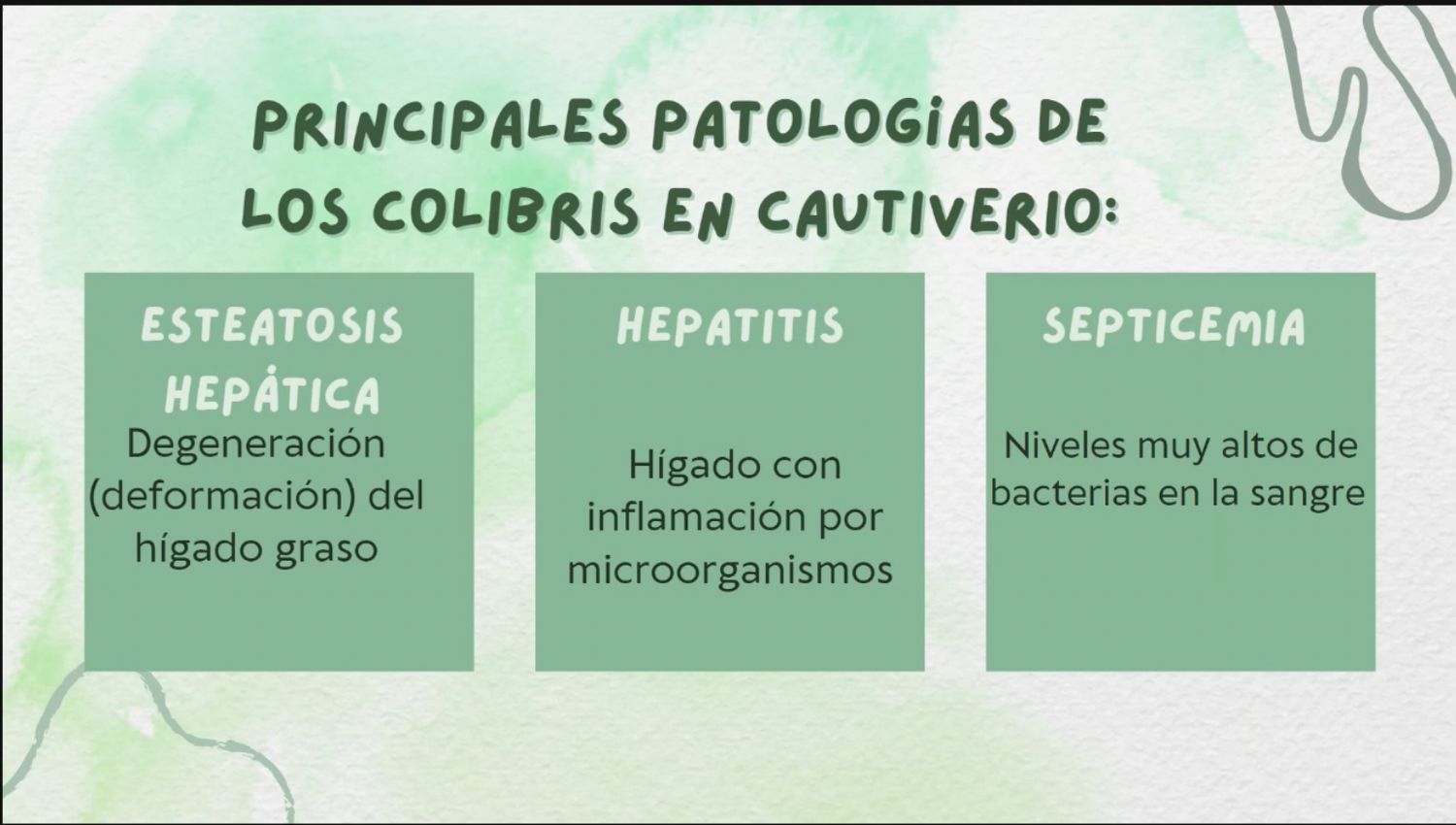 AVEFLIGHT Digital License — Centro Colibrí Masterclass: Hummingbird Pathologies, Prevention, Diagnosis and Analysis - 10