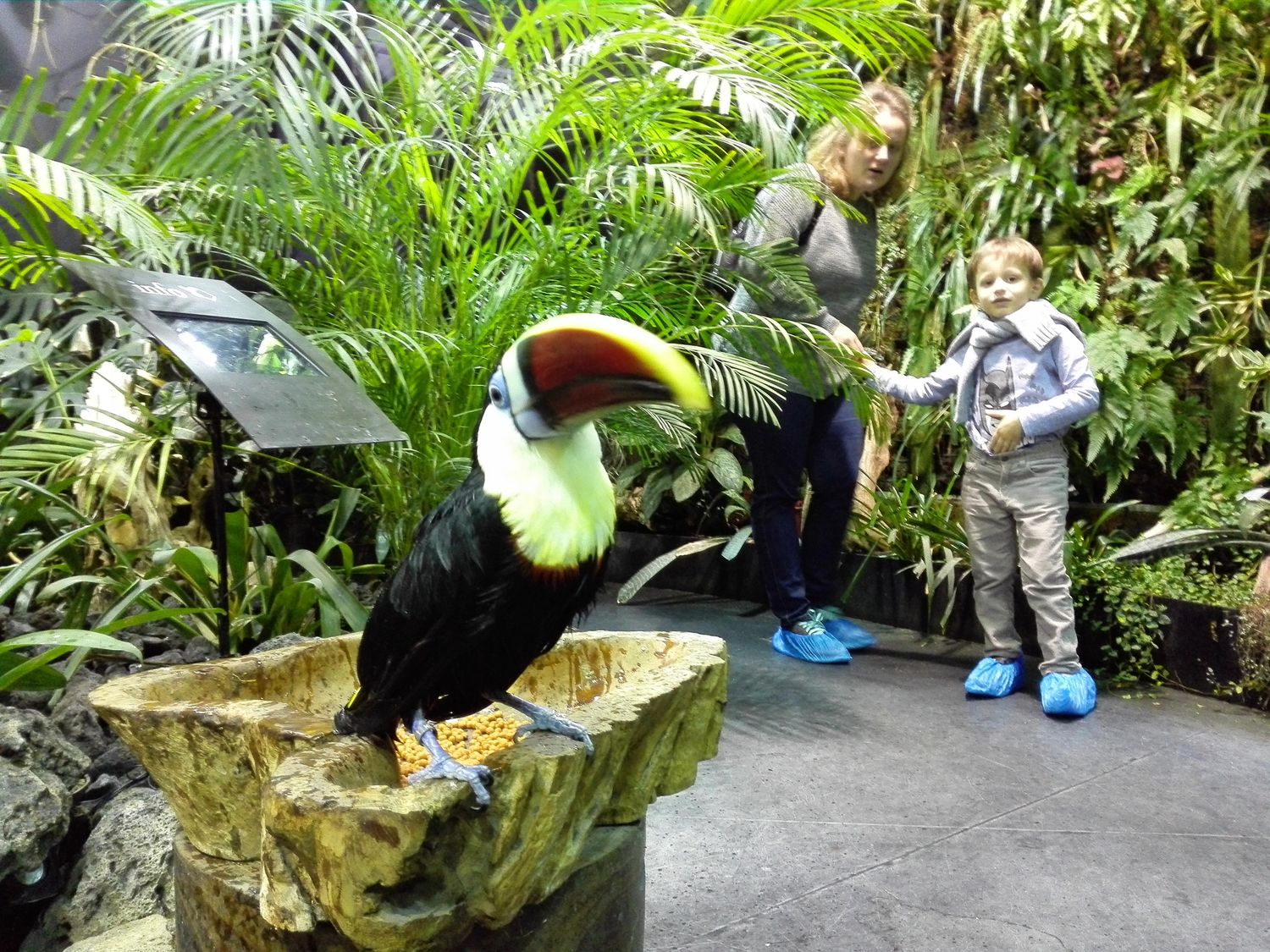 AVEFLIGHT Digital License — Toucans: Care, Feeding, Physiology, and Animal Welfare - 15