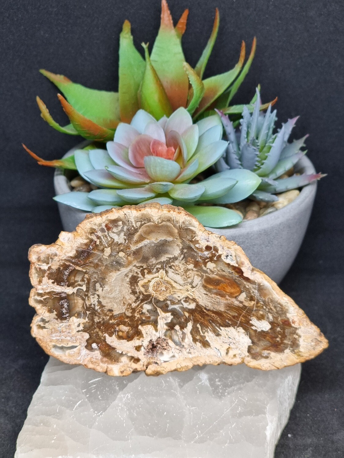 Petrified Wood Slice