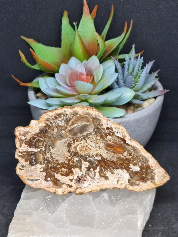 Petrified Wood Slice