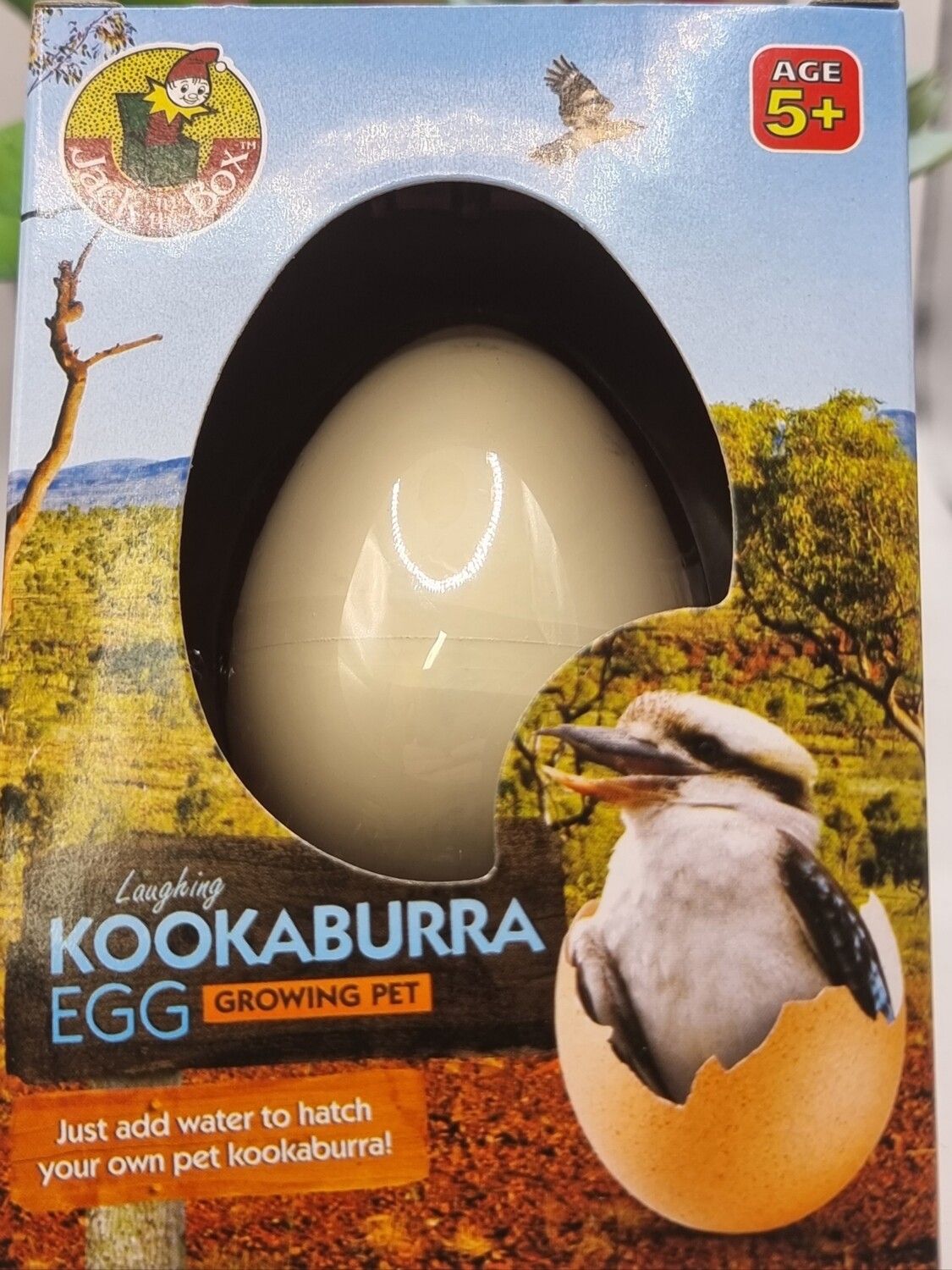 Growing Kookaburra Egg