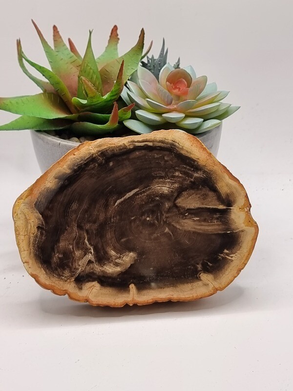 Petrified Wood Slice