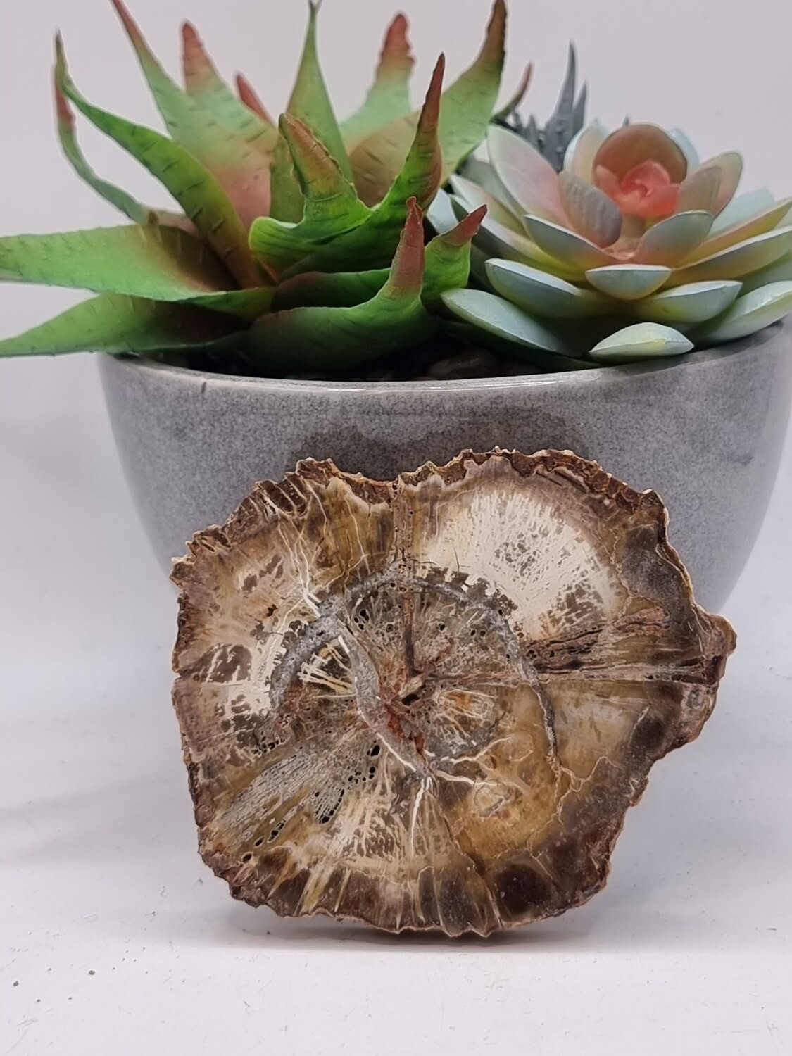 Petrified Wood Slice