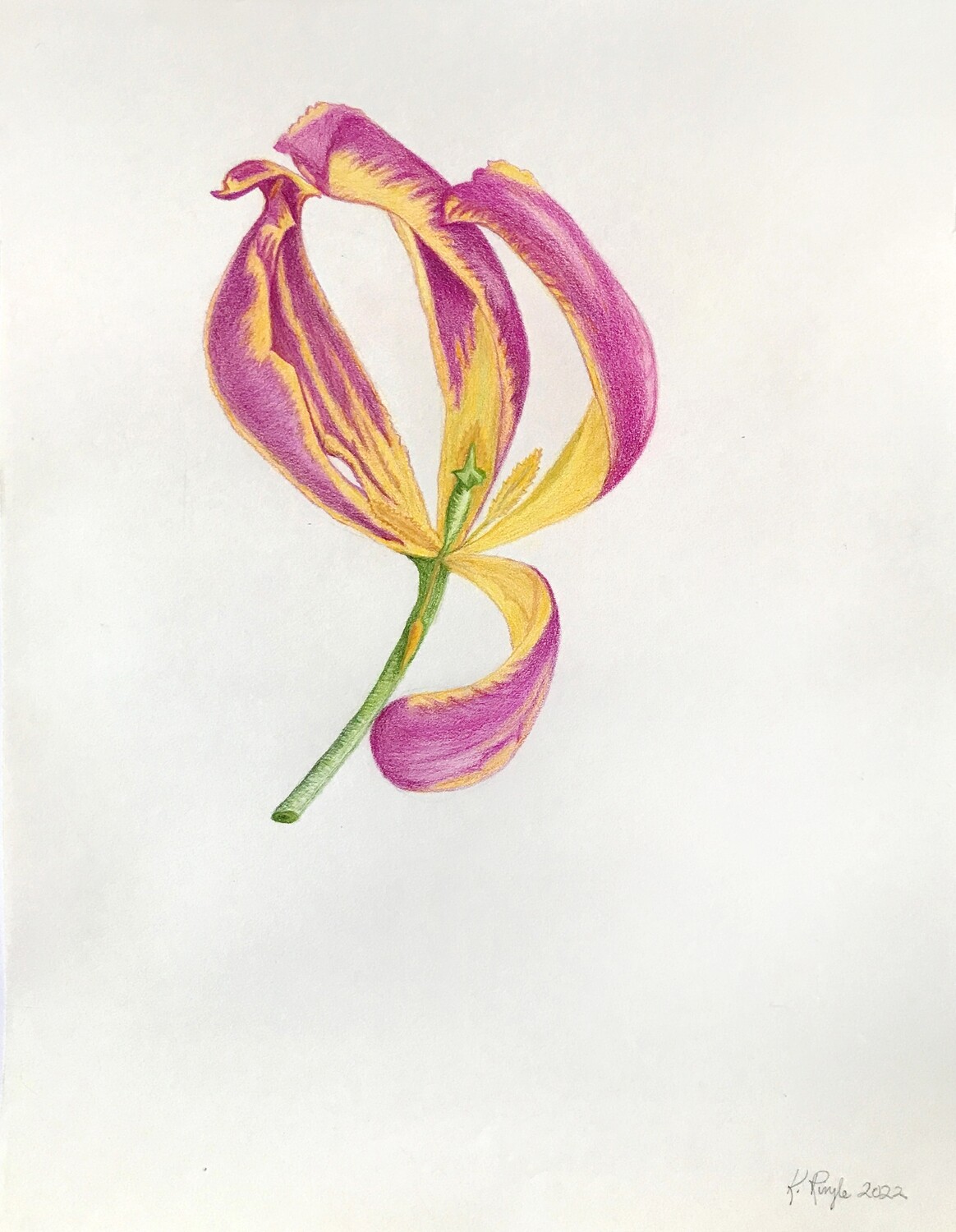 Print 11x17 - Holy... Tulip! by Kim Ringle