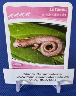 Sammelkarte Nr. 22 - Las Coloradas - Yucatan-Salamander
