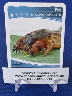 Sammelkarte Nr. 51 - Donau - Europäische Maulwurfsgrille