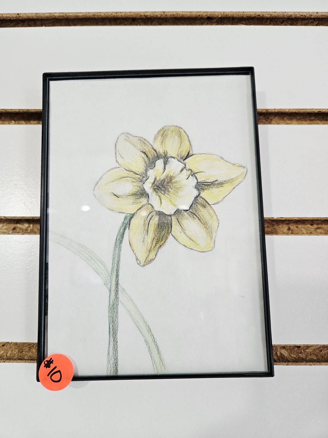 Daffodil Drawing