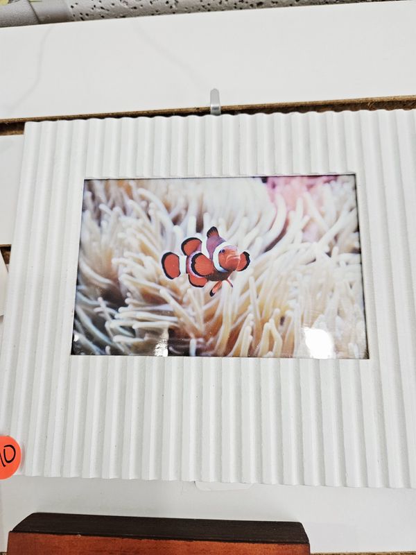 Clown Fish Photograph