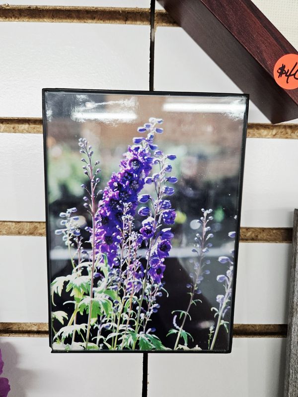 Purple Hyacynth Photograph