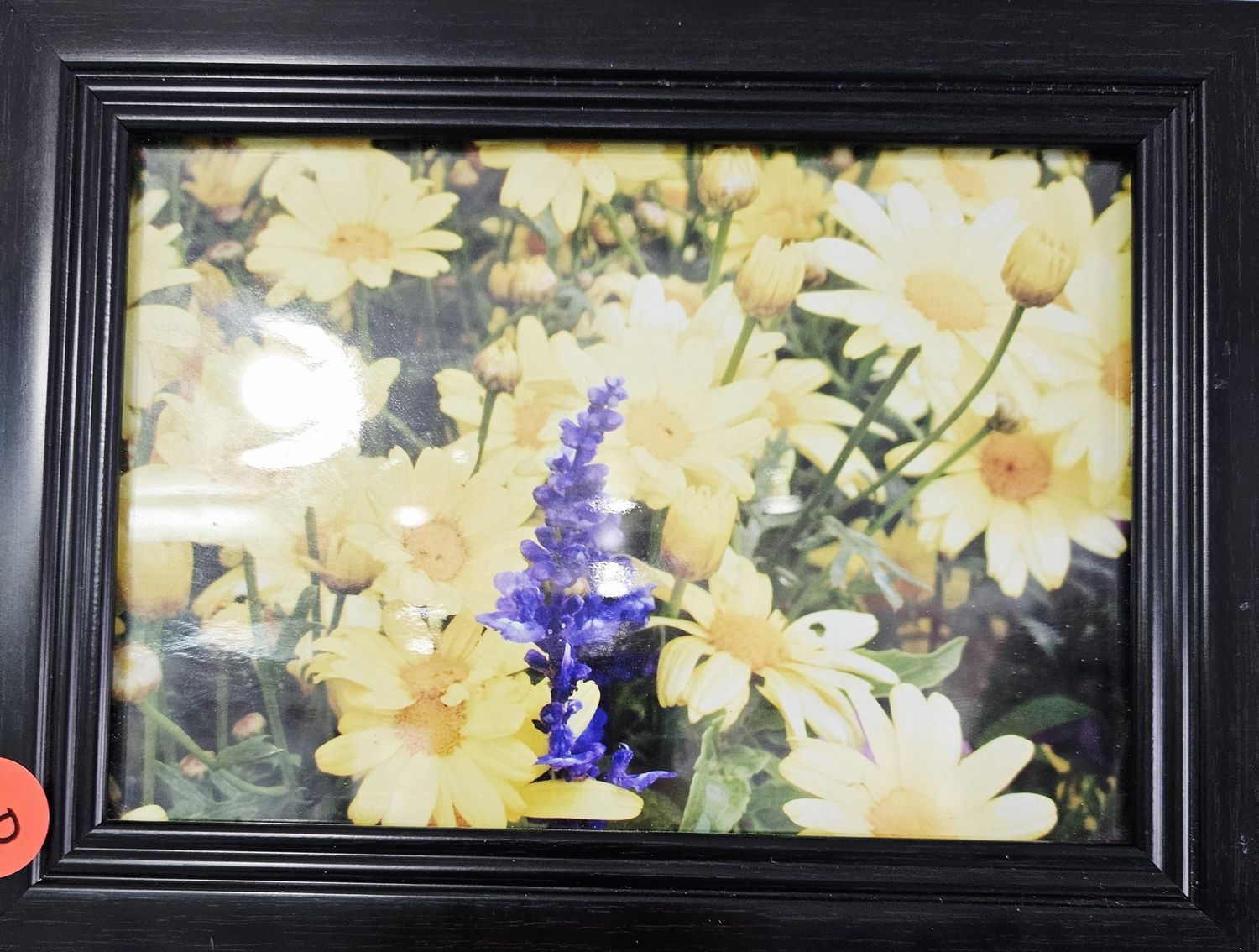 Yellow Daisies &amp; Single Purple Flower Photograph