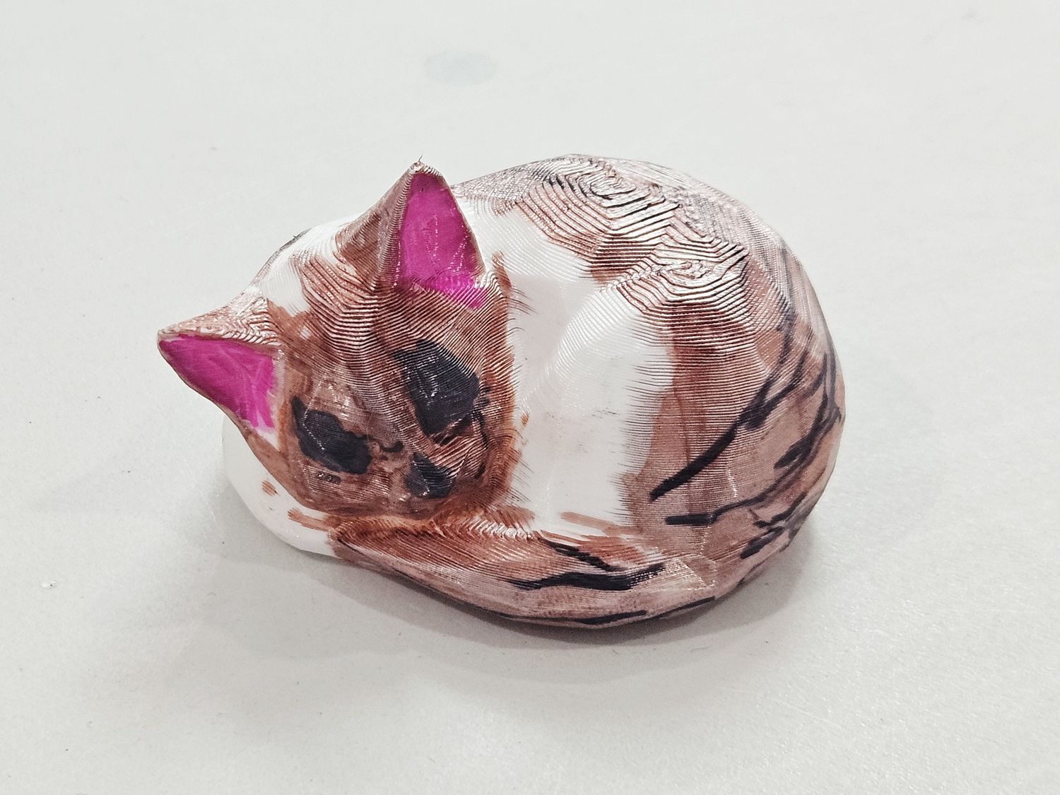 Bi color sleeping cat