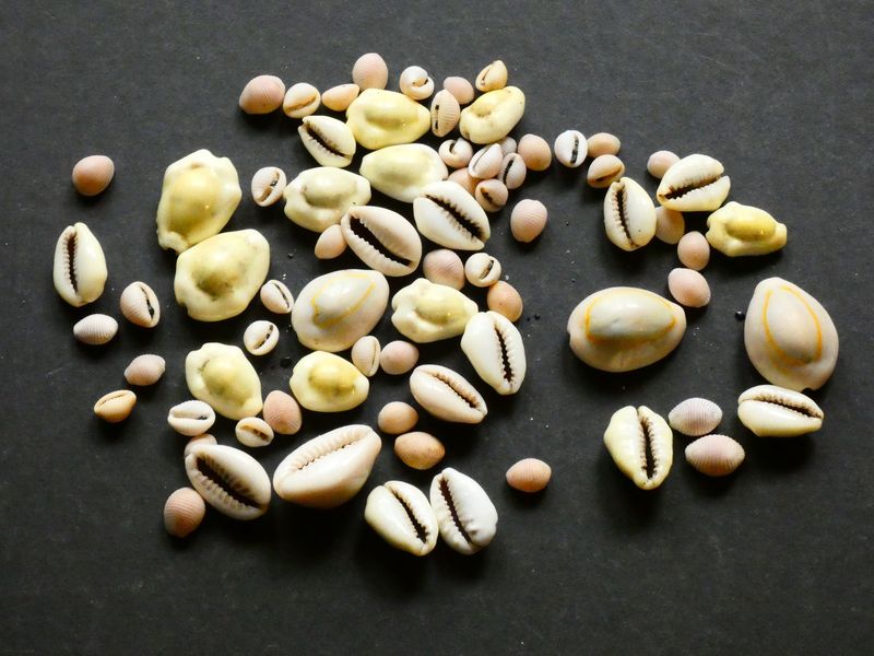 Primitive Money.  Collection of various cowrie shells.