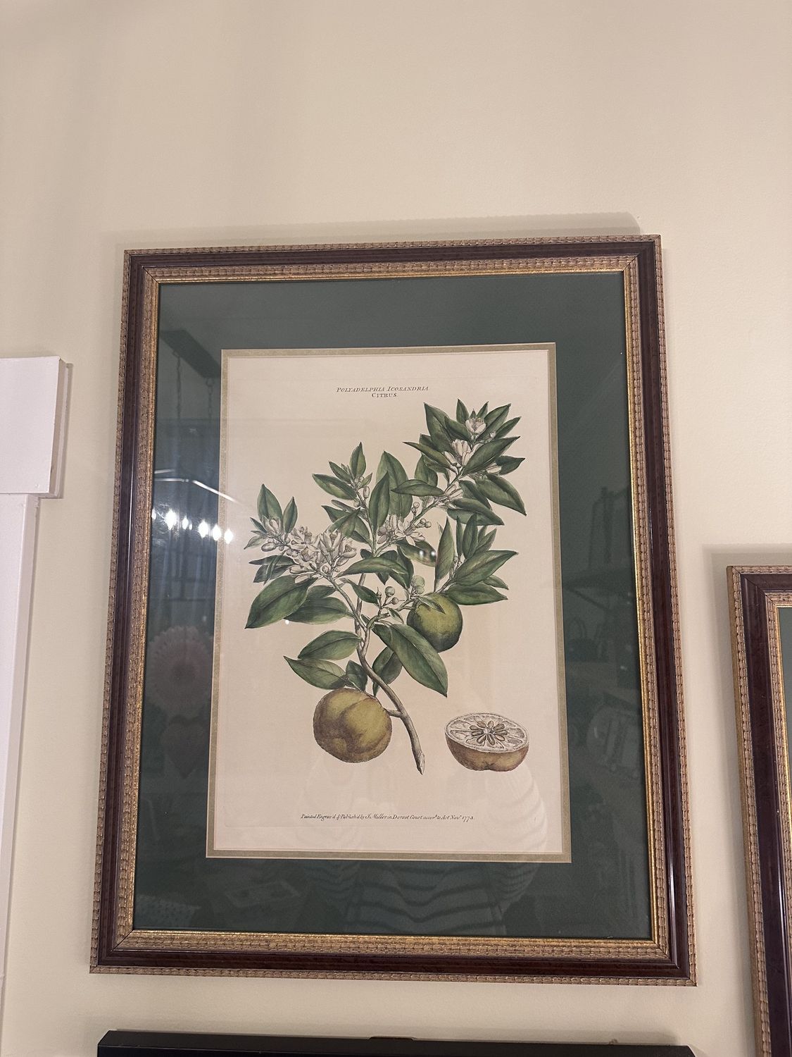 Vintage Fruit Framed and Matted Picture Hanging