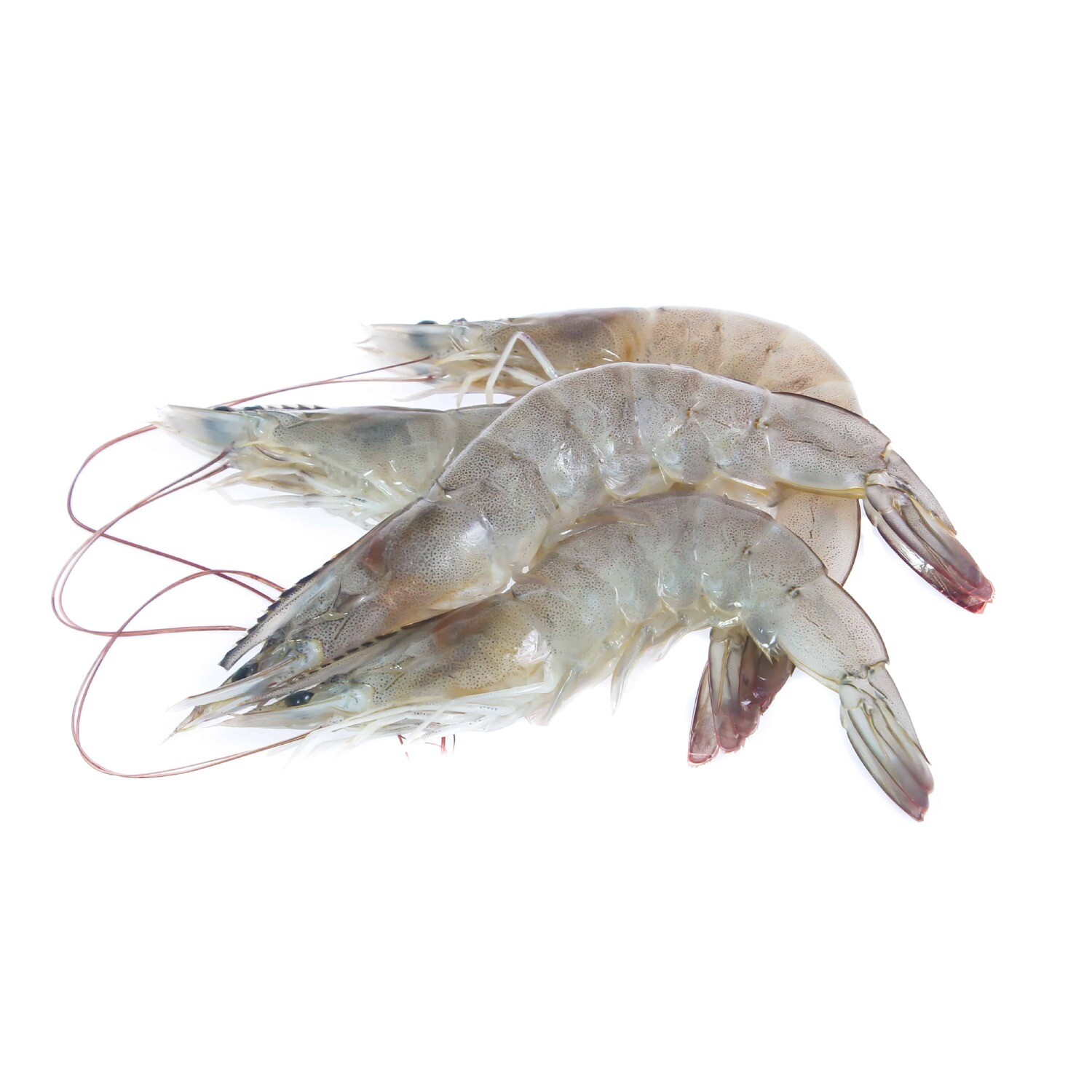 Hilo Fish Company, Whole Large Kauai Shrimp (12 Oz.)