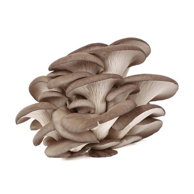 Mushrooms, Blue Oyster (8 Oz.)