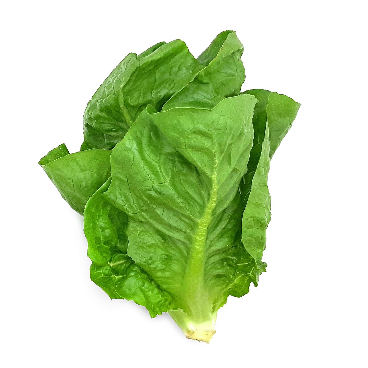 Lettuce, Organic Baby Romaine (8 Oz.)