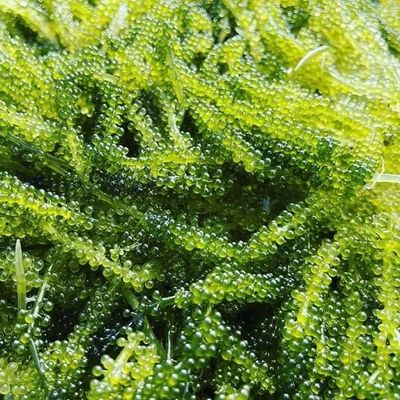 Limu, Kona Green Caviar (3 oz.)