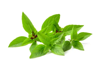 Herbs, Thai Basil (2 oz.)