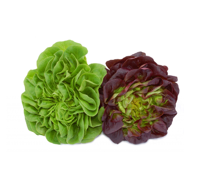 Lettuce, Assorted Live