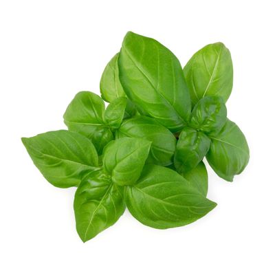 Herbs, Live Basil
