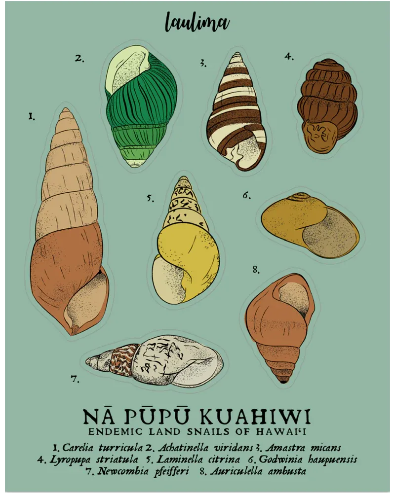 Sticker, Laulima, Snail Sheet