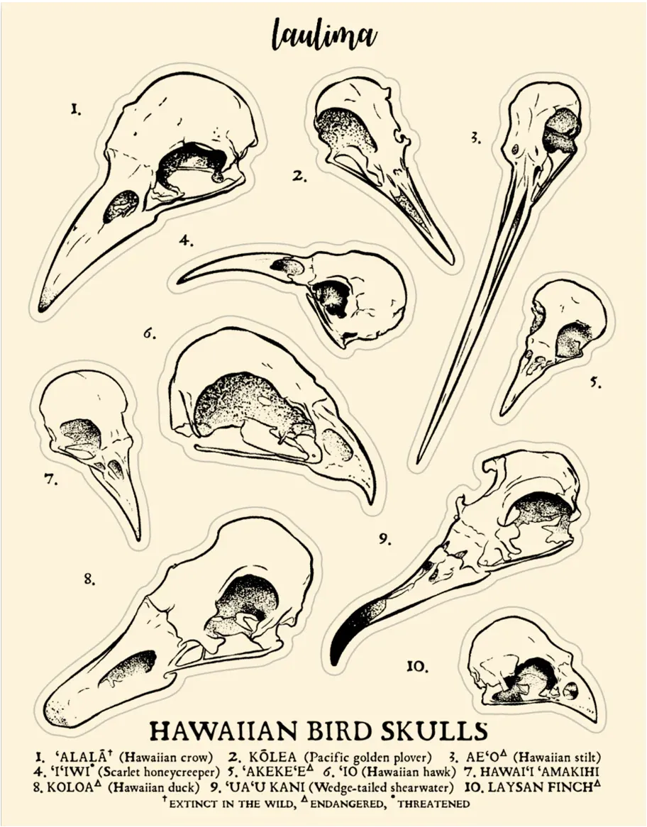 Sticker, Laulima, Bird Skull Sheet