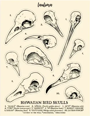 Sticker, Laulima, Bird Skull Sheet