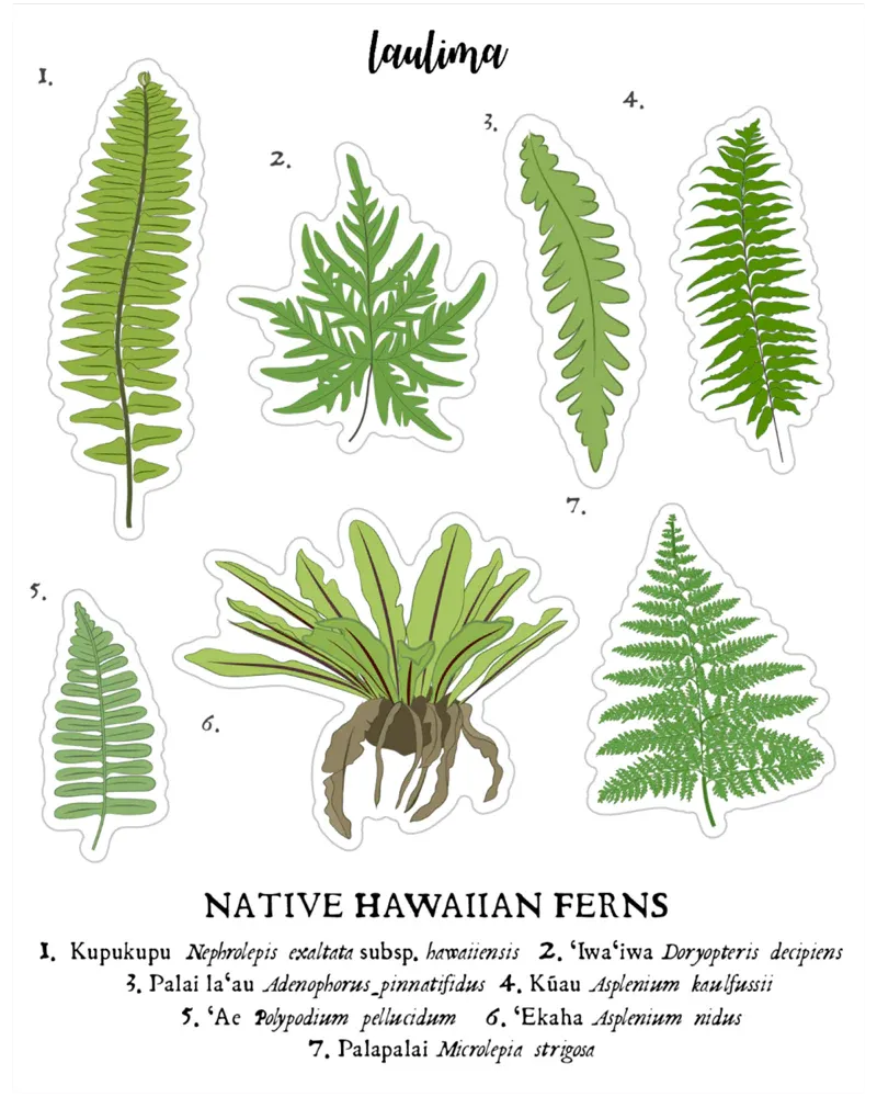 Sticker, Laulima, Fern Sheet