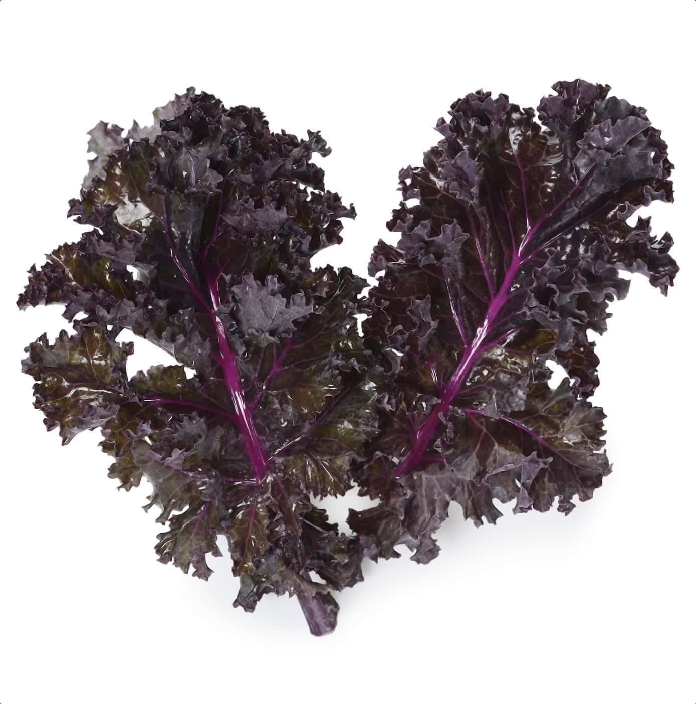 Kale, Baby Redbor (8 Oz.)