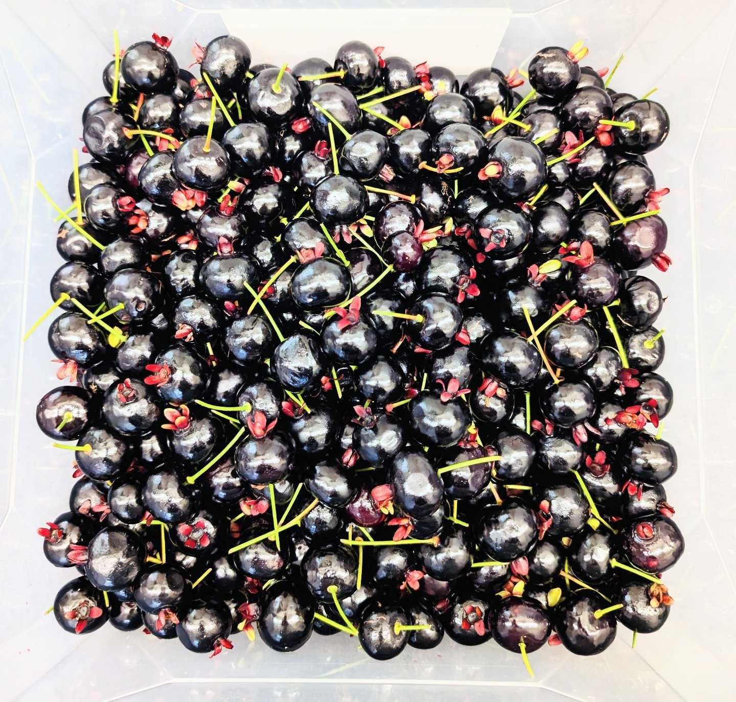 Cherry, Brazilian Grumichama (8 Oz.)