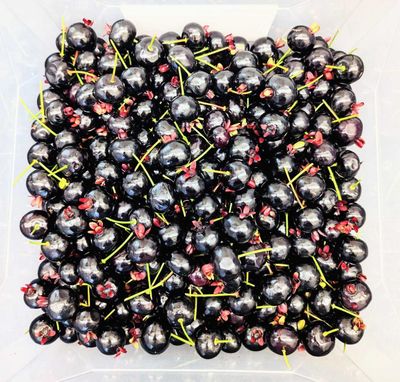 Cherry, Brazilian Grumichama (8 Oz.)