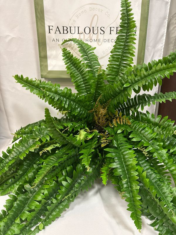 26" UV Protected Boston Fern Bush
