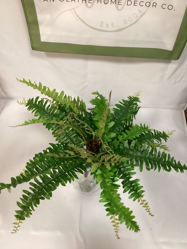 17" UV Protected Boston Fern Bush