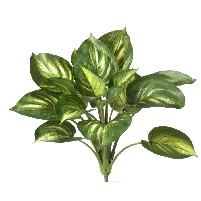 20" Green Hosta Bush