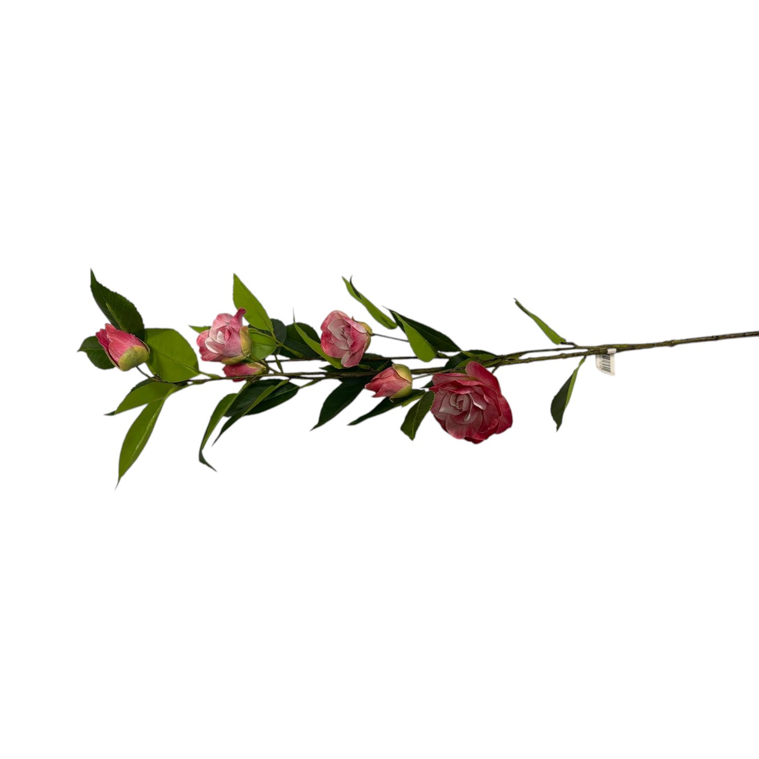 35" Pink Camellia Spray