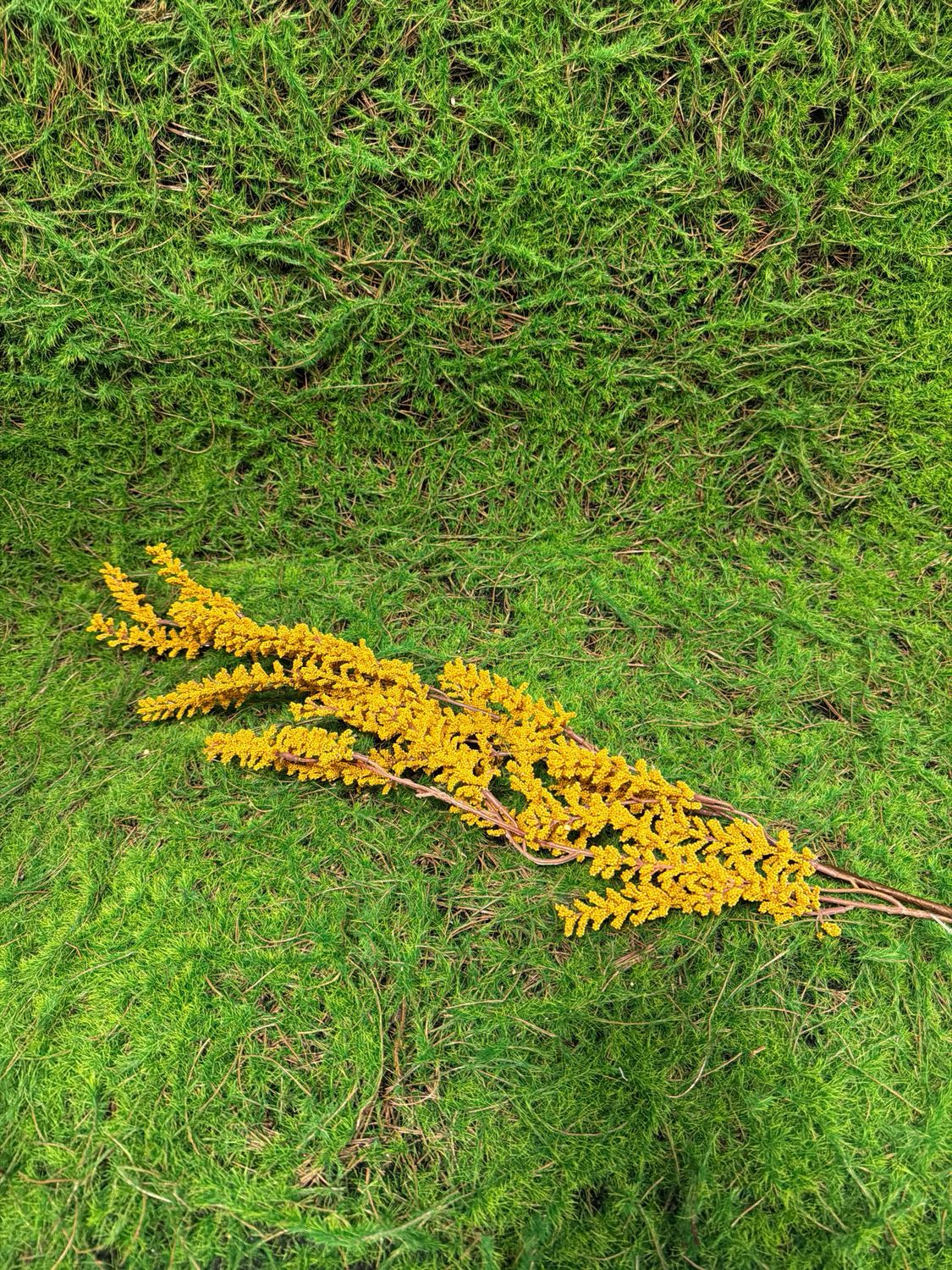 36" Goldenrod Yellow Spray