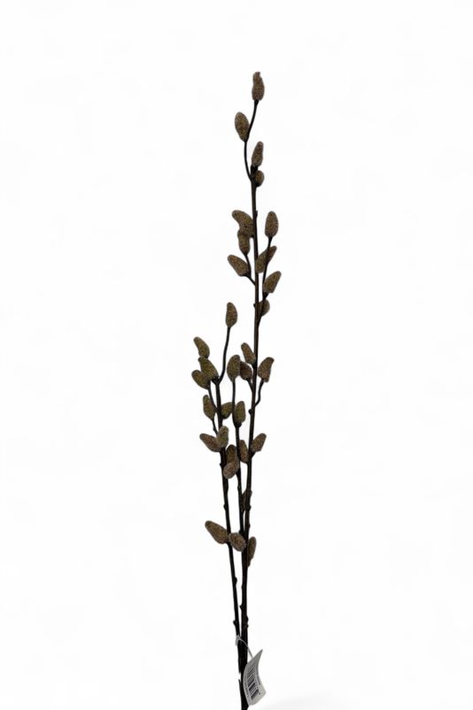 33" Tan Pussy Willow Stem