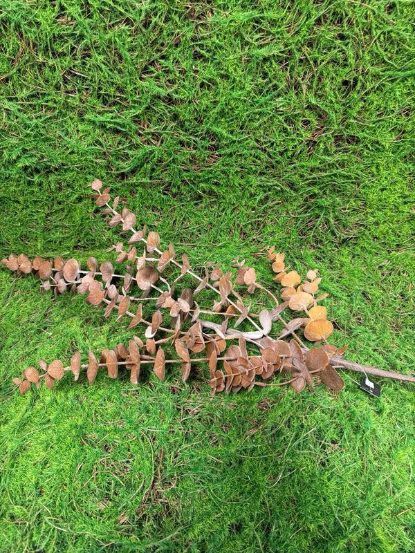 36" Brown Eucalyptus Stem