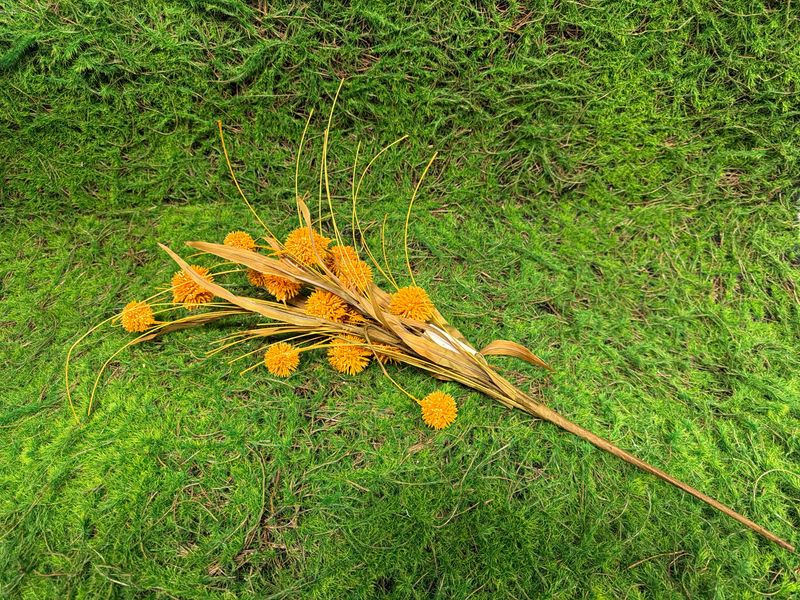23” Mustard Poppins Bush