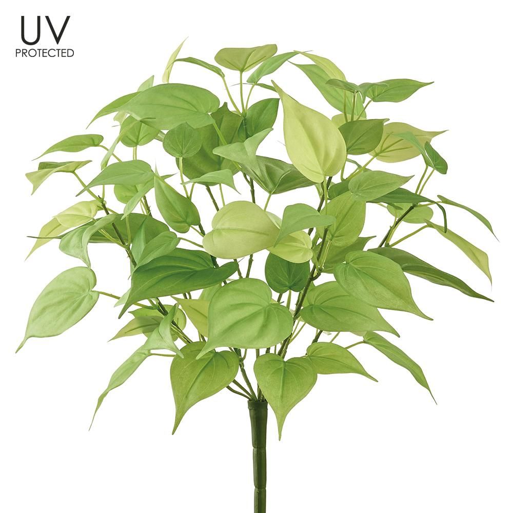 17" UV Protected Betel Leaf Bush